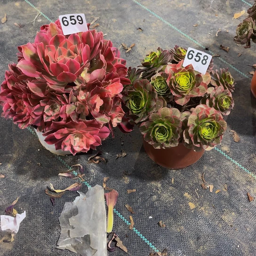 李****）多肉植物一物一拍658 659