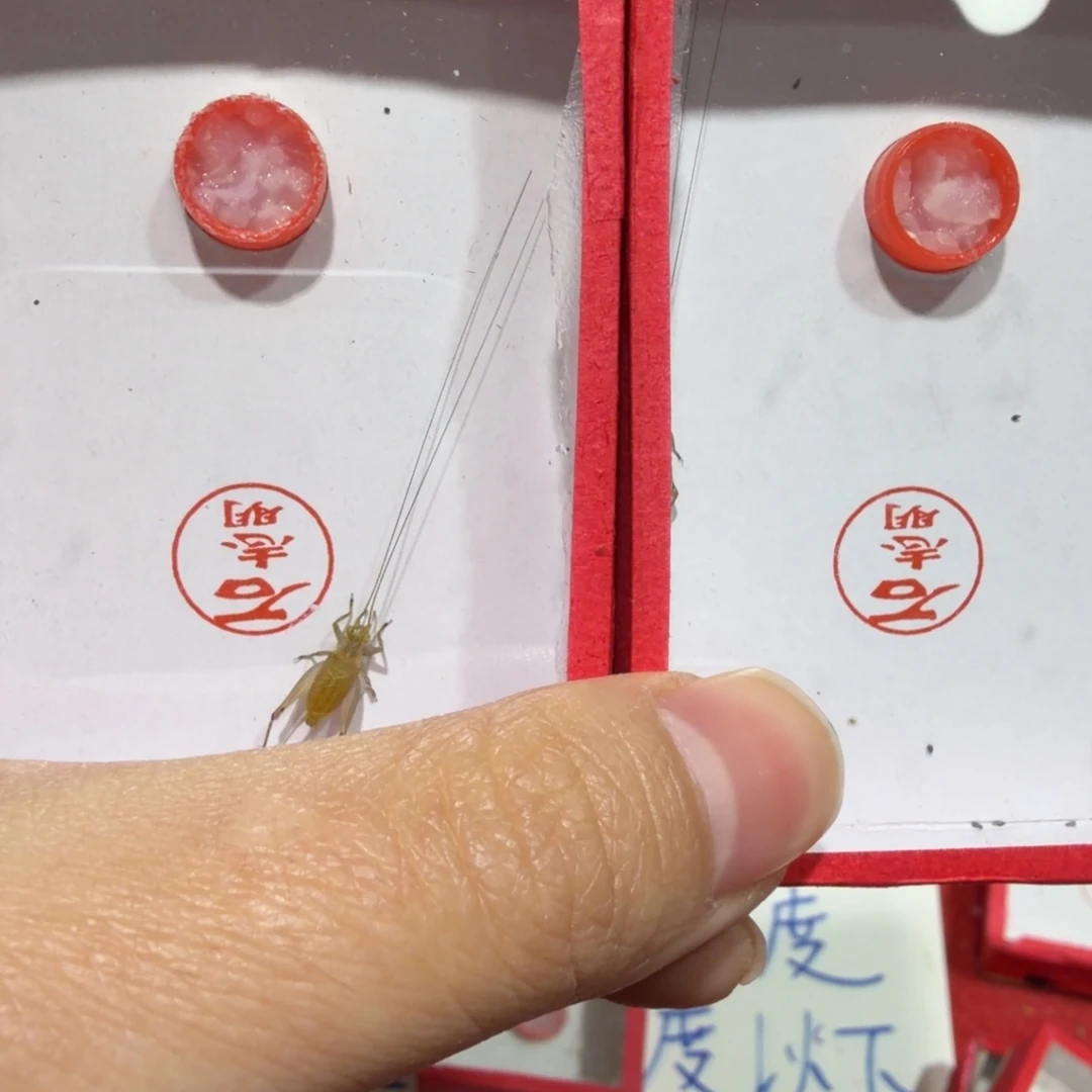 蟋蟀石老师顶须二条