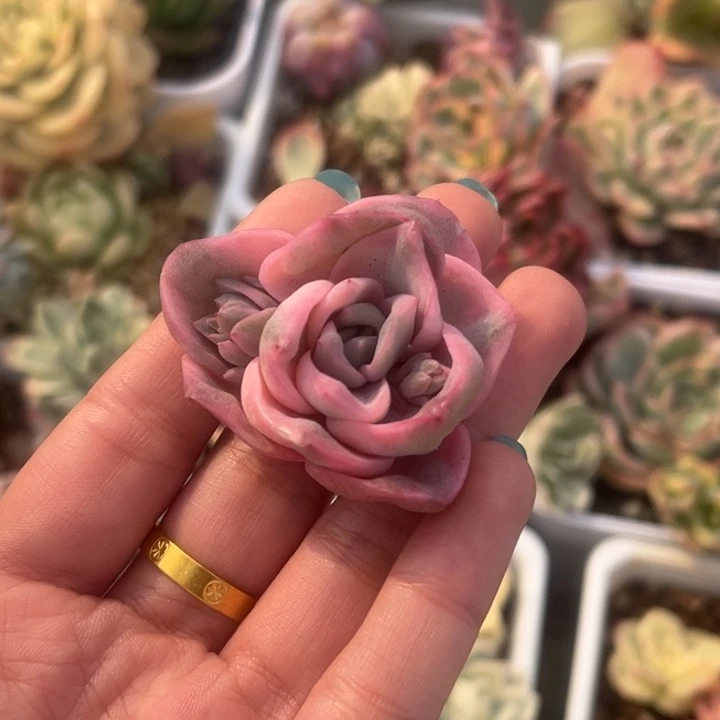 可爱玫瑰彩锦头盖