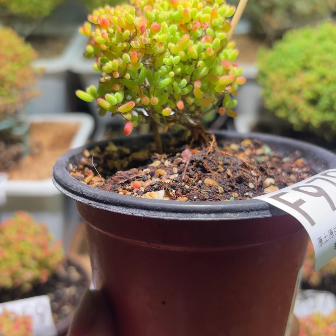 枝干番杏密橘糖球F979