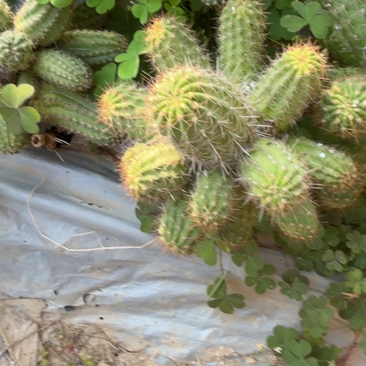 丽花白檀杂744群生229