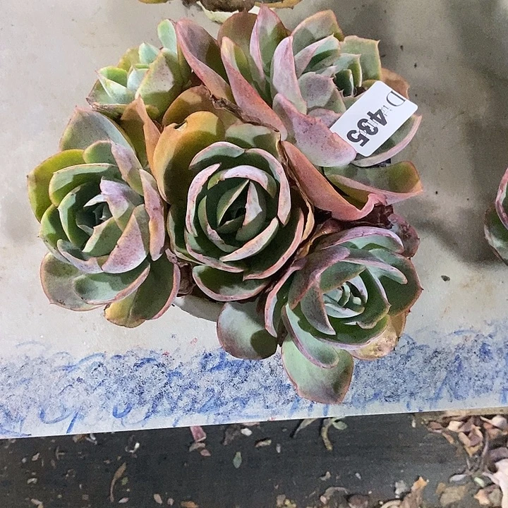 默***默435达芬奇多肉植物多肉