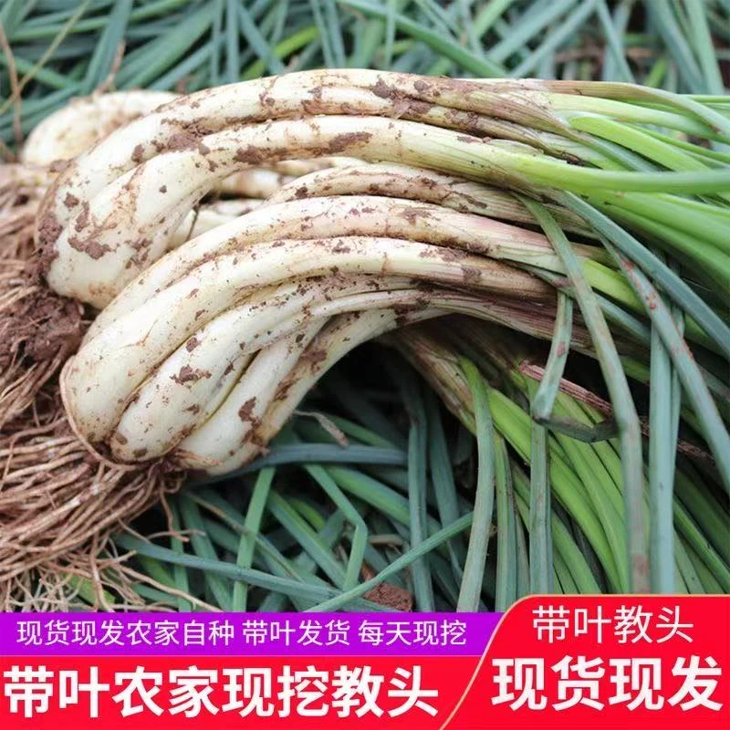 四川新鲜藠头荞头现挖新农家自种带泥带根带叶杆鹅把腿时令蔬菜鲜