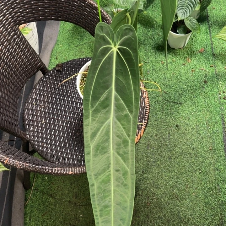 完全开放黑窄火鹤后叶长58