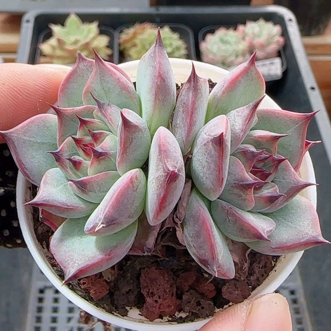 多肉A0A0--89黑爪