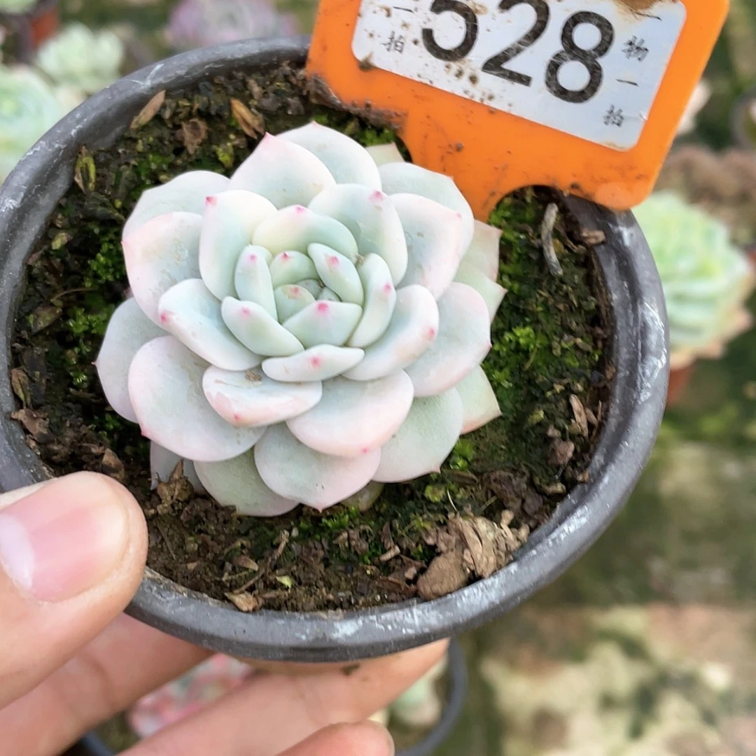 【闪购商品】大*糖528号