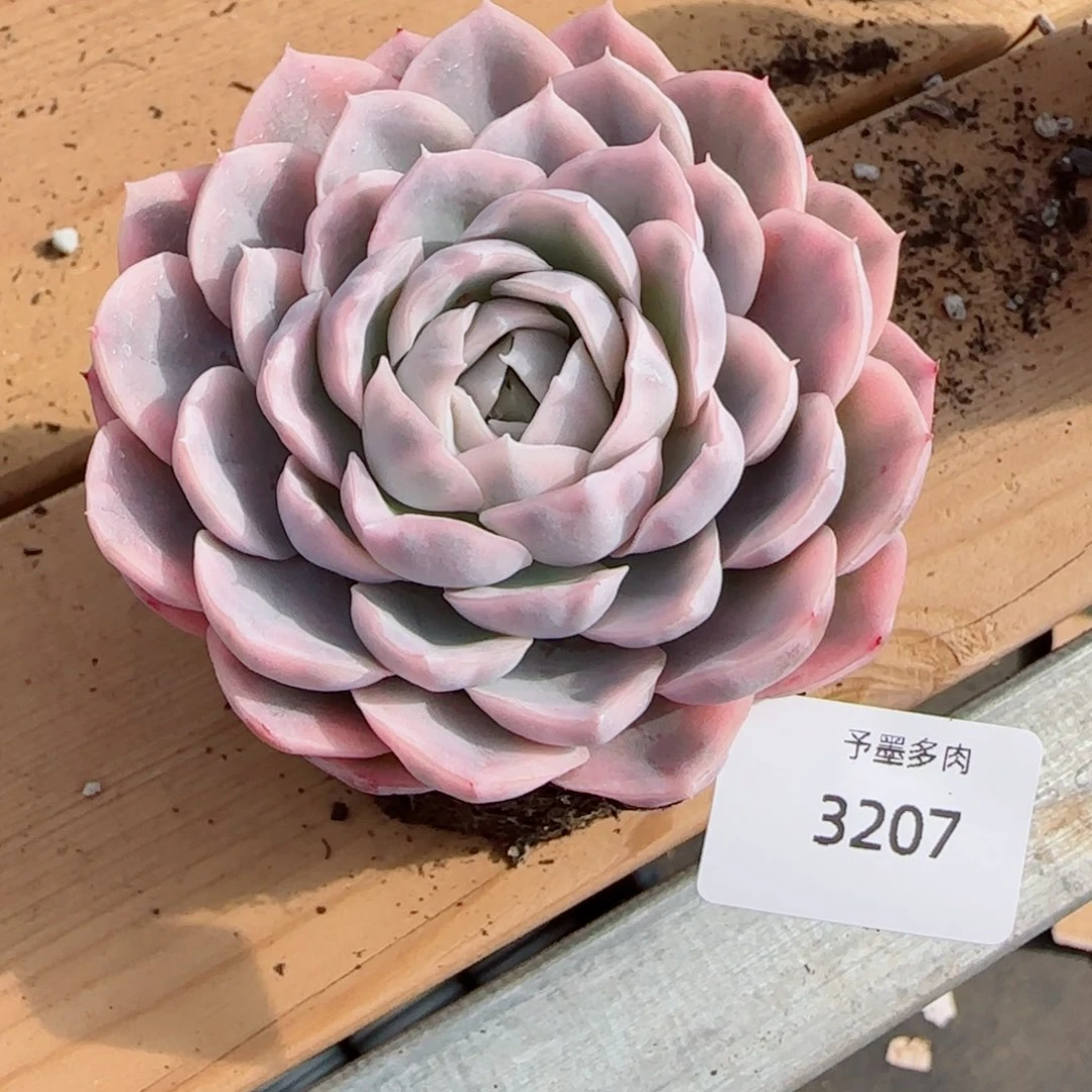 汉堡锦，3207多肉植物