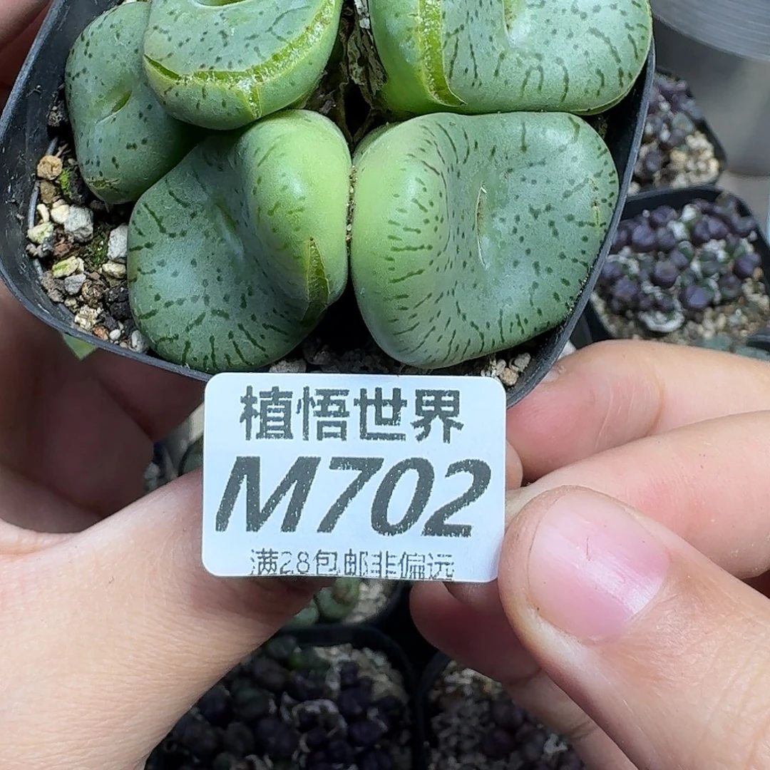 多肉植物的润泽vbn