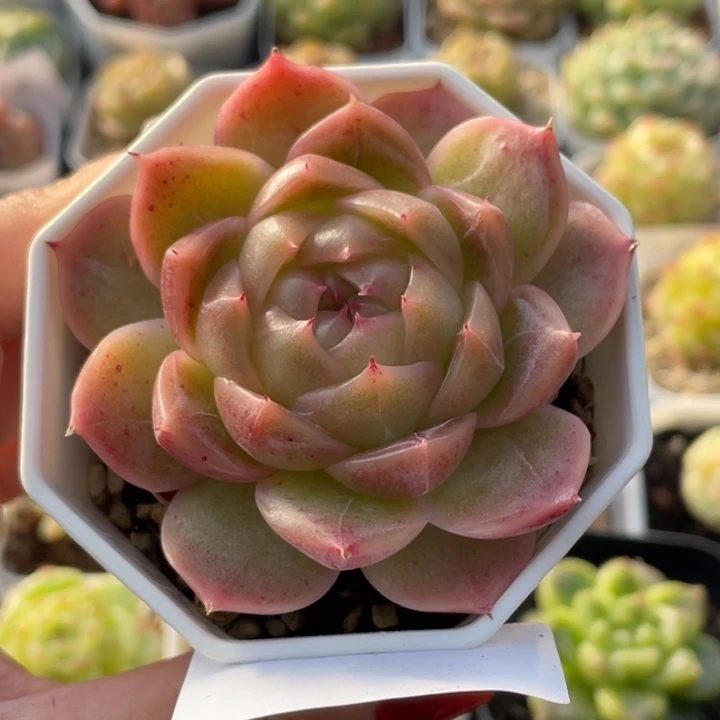 679号糖心冰心珍妮 芙丽娅