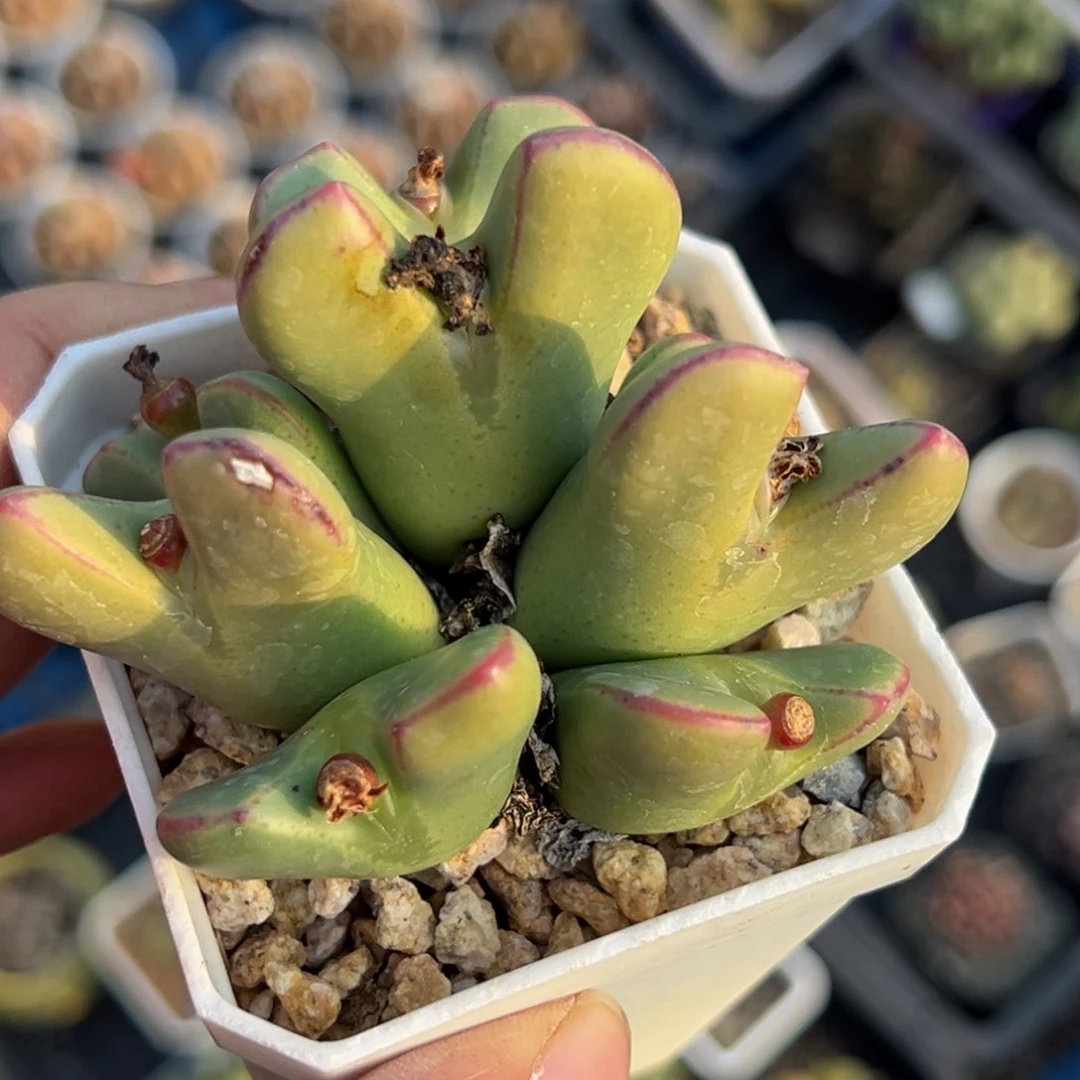 多肉植物111111111111