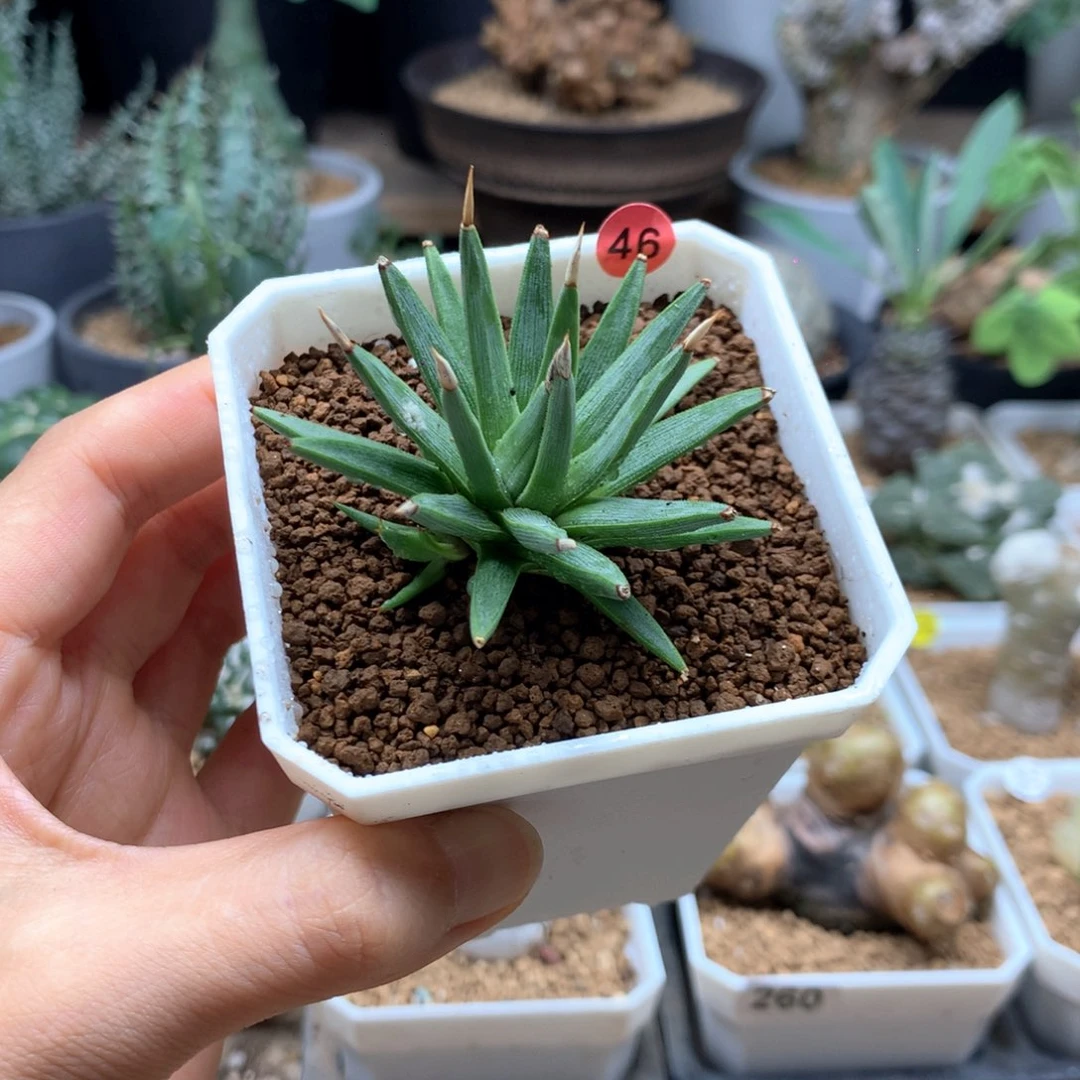 棉花糖龙舌兰脱土。