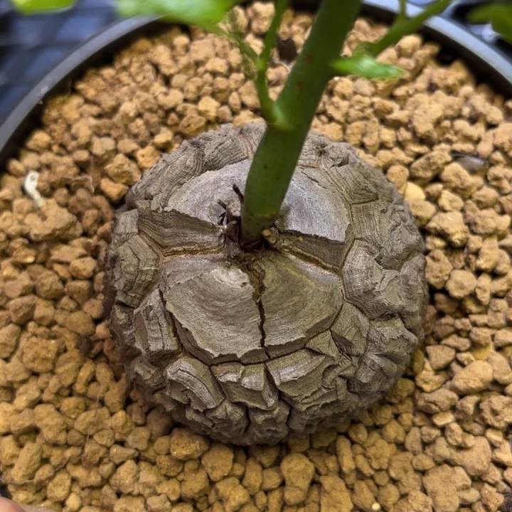 358号龟甲龙带盆包邮