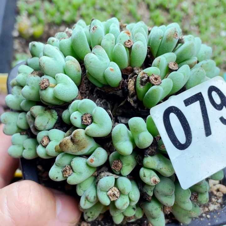 079大群口迪脱土lllllll