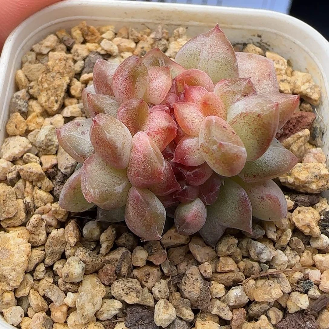 蓝***栀441 满29包邮非偏远