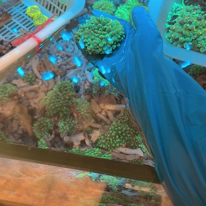 民***仔纽扣珊瑚奶嘴11111