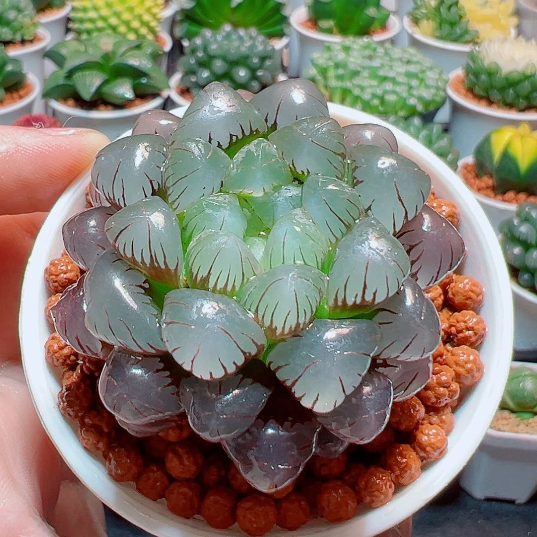 紫姬冰灯玉露多肉多肉