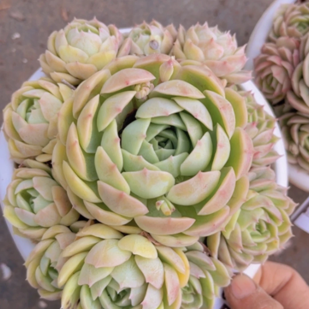 【闪购商品】昂斯诺14149