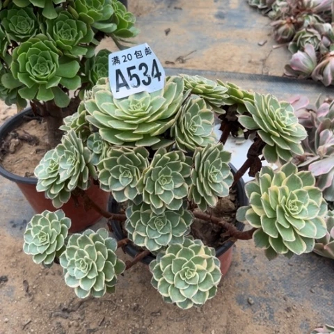 534粉花妖不包断枝