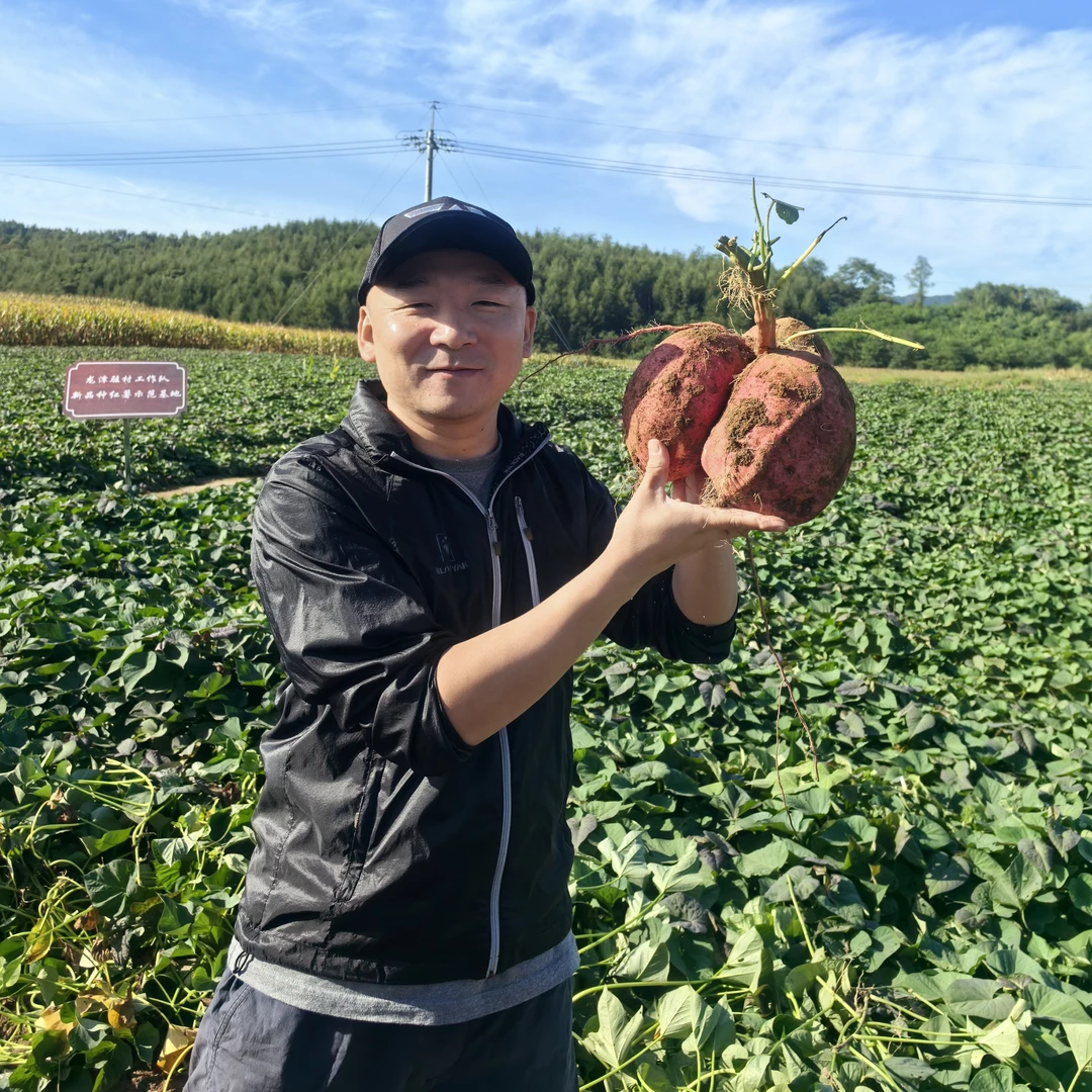 龙潭烟薯25软糯香甜（二两以内，和一斤二两以上）