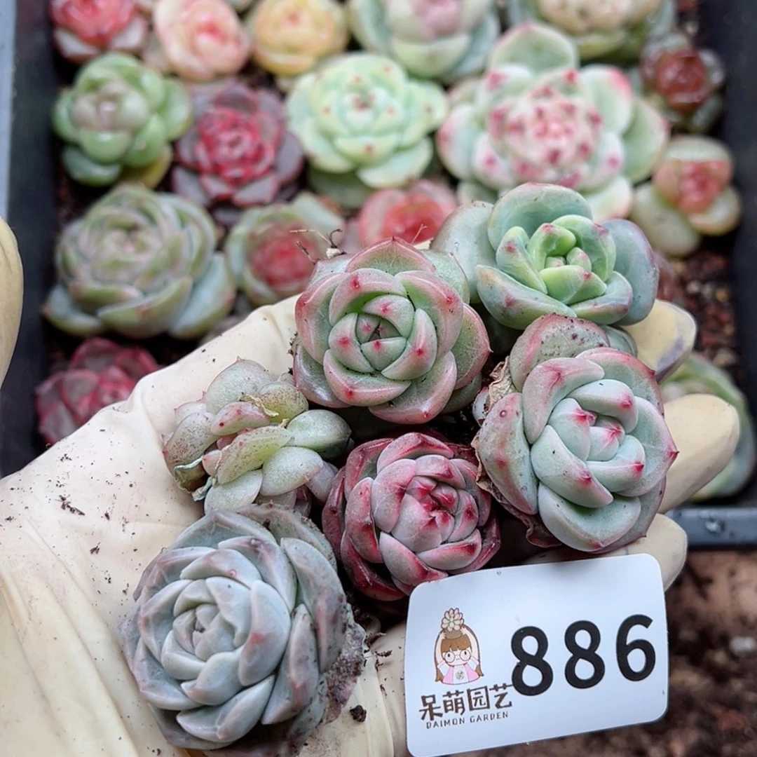 刘****多肉植物多肉植物