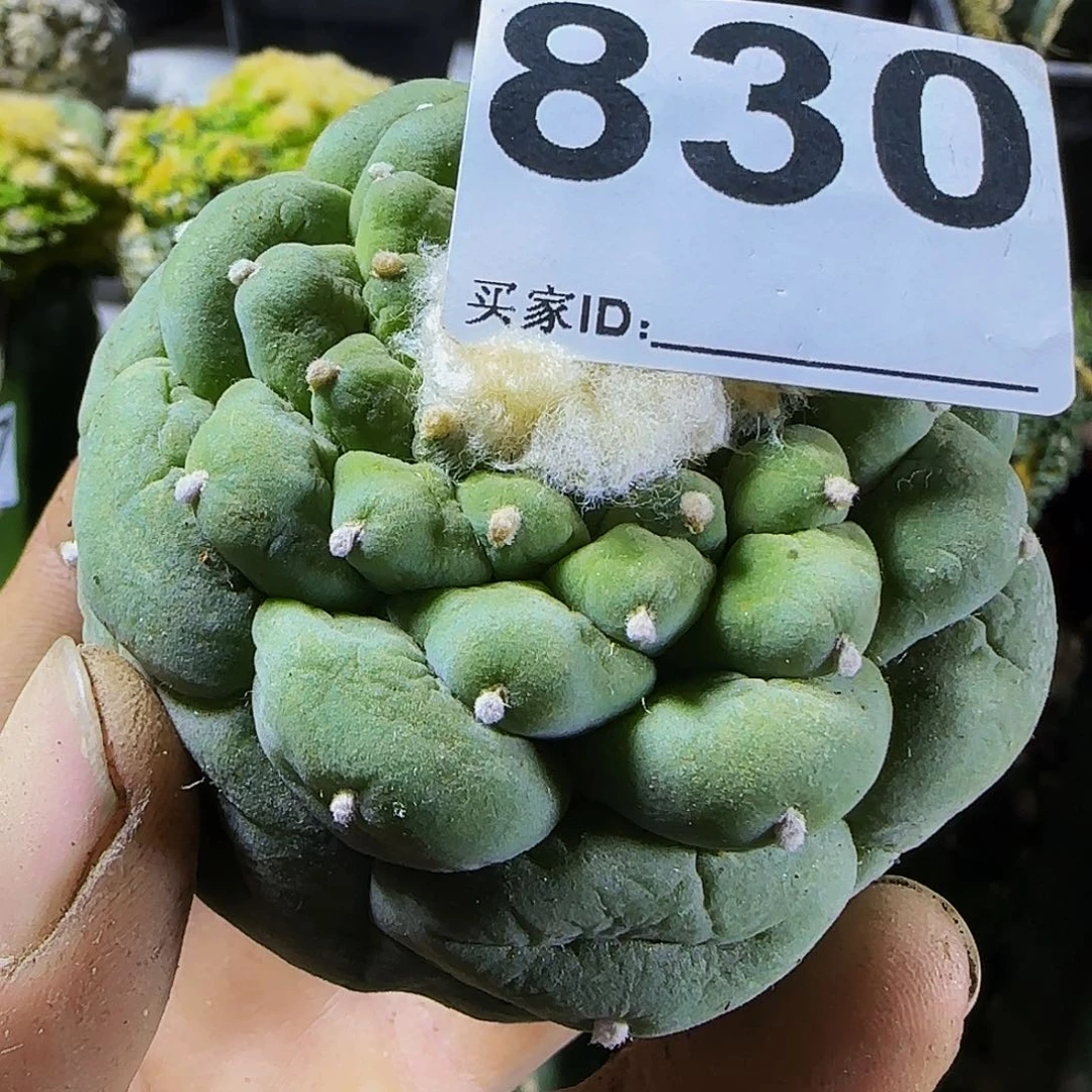 三****生螺旋830仙人球开花