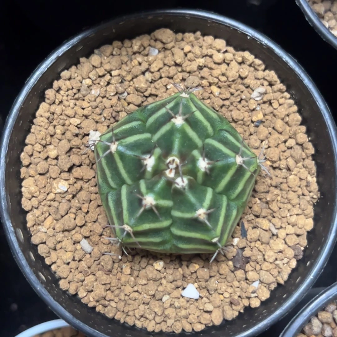 实生五棱米哈带盆土发货18