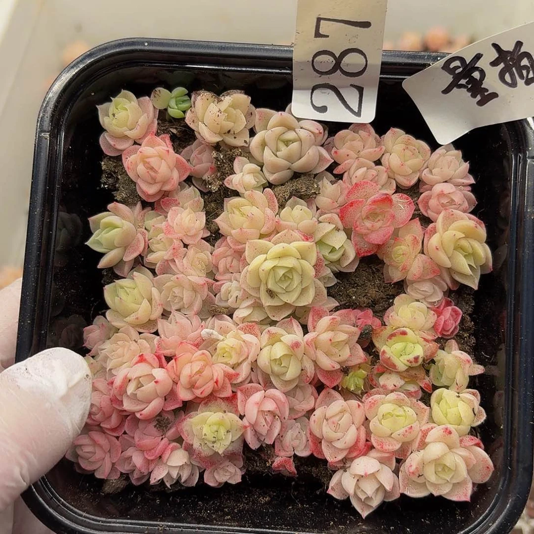 多肉植物多肉植物287量拍