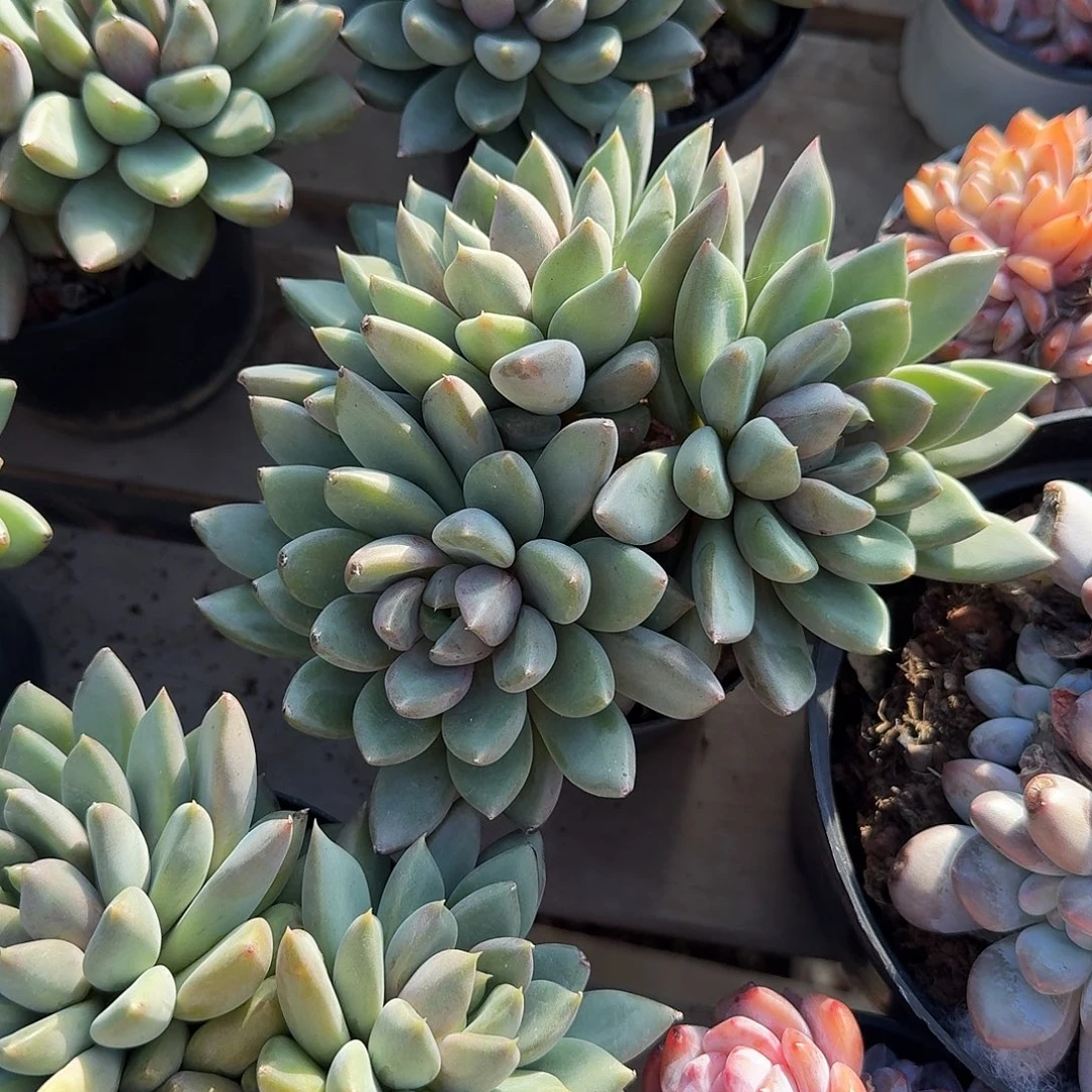 红象牙多肉以后精品