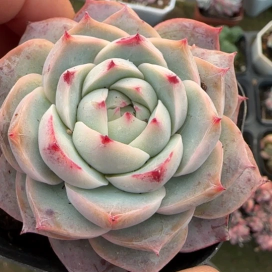 199孤星多肉植物多
