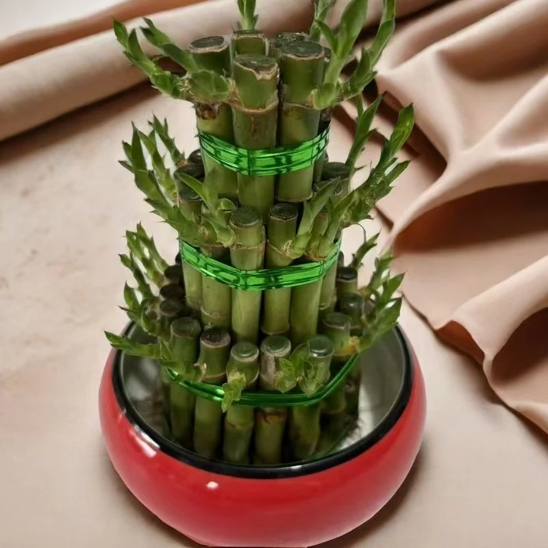 三层竹塔节节高富贵竹塔水培绿植盆栽招财转运竹子办公桌装饰佳品