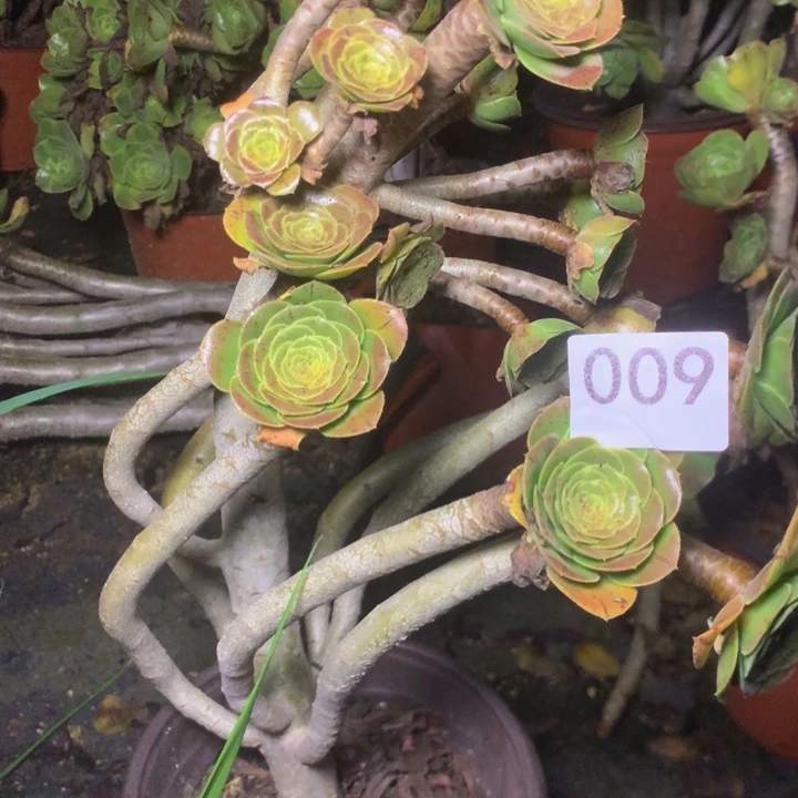 009原始绿多肉植物