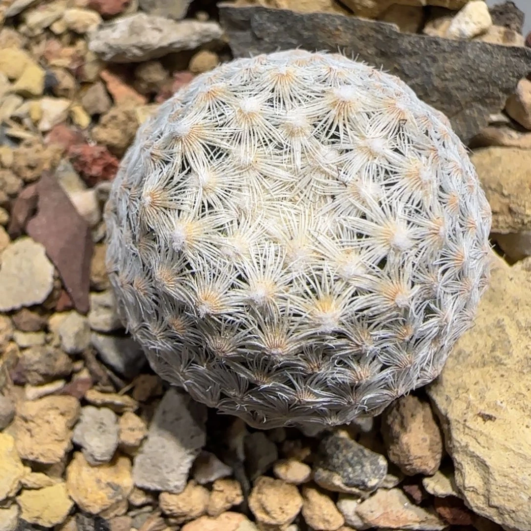 012实生阿久丽也叫白岳丸2.4