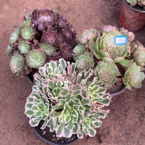 910多肉植物组合，