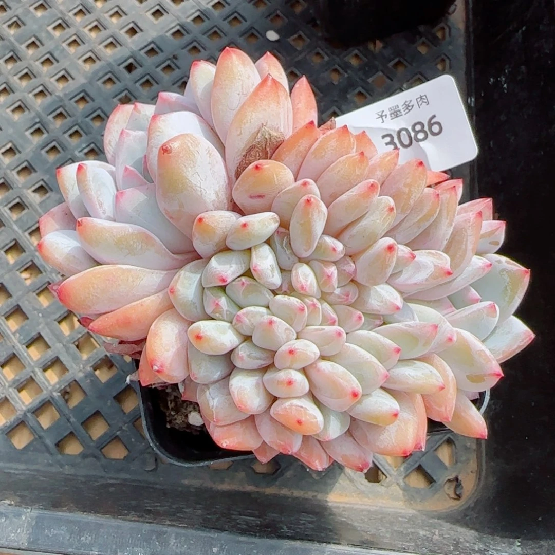 橙子缀化，3086多肉植物