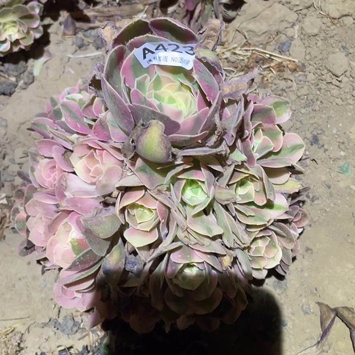 多肉植物法师423香妃
