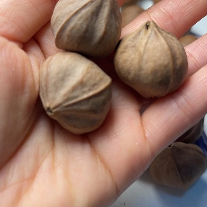 飞***罗手串/手链橄榄核2.9