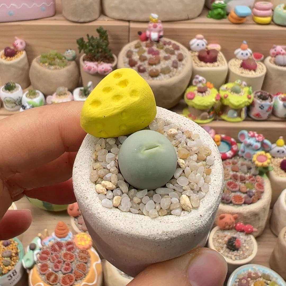 多肉植物96号鸽子蛋