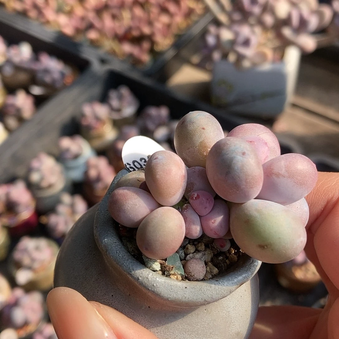 6032蛋黄奶酪带盆土