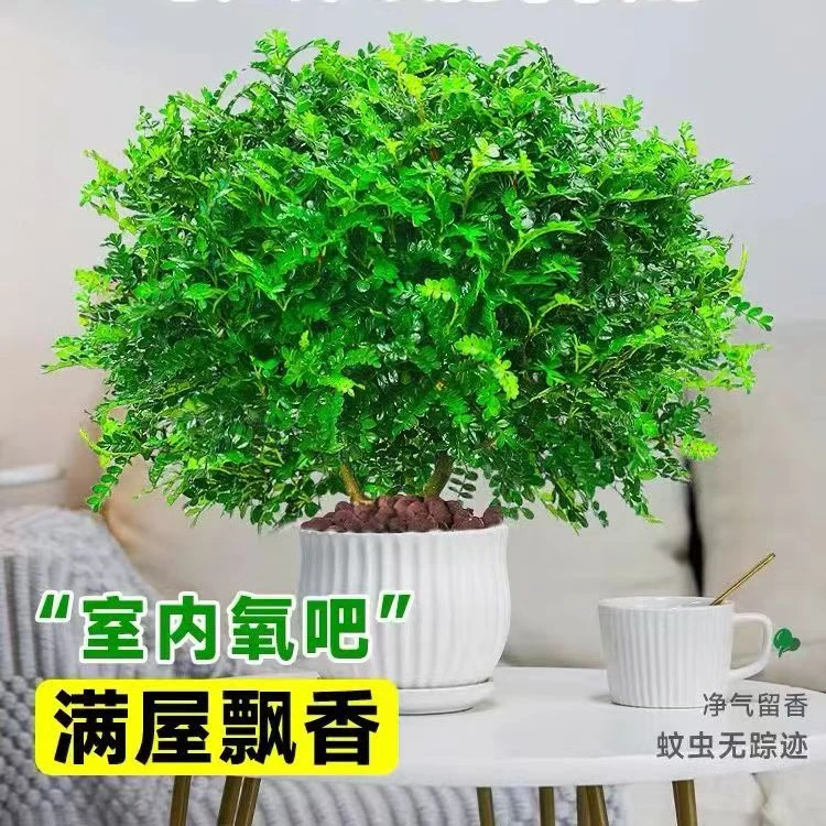 驱蚊驱虫清香木盆栽绿植植物室内四季常青净化空气盆景驱蚊草花卉