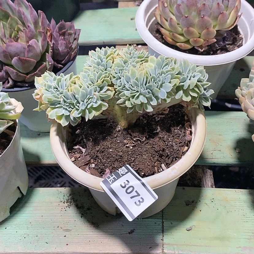 【闪购商品】柠檬玫瑰锦缀3073