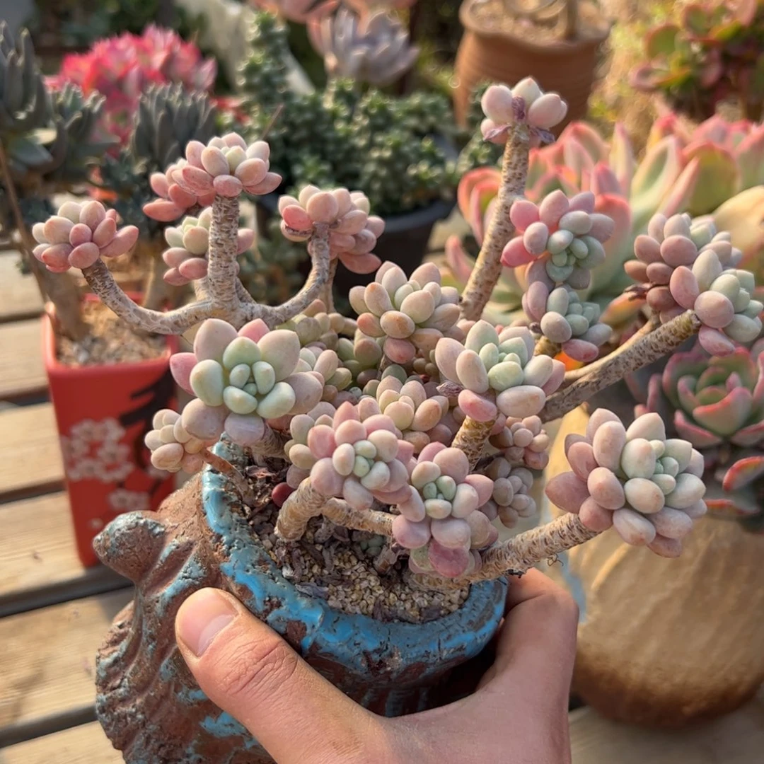 洛可可18 零零多肉植物