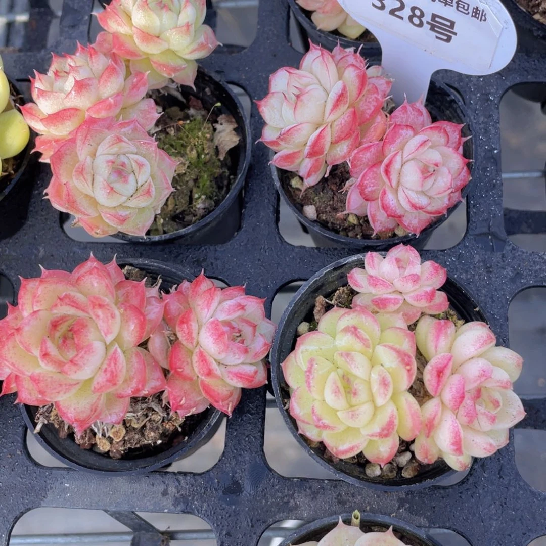 328号 珍妮粉麦秆两个