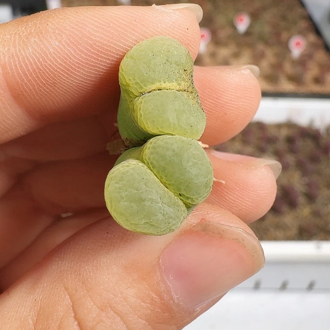 多肉植物福利风铃300