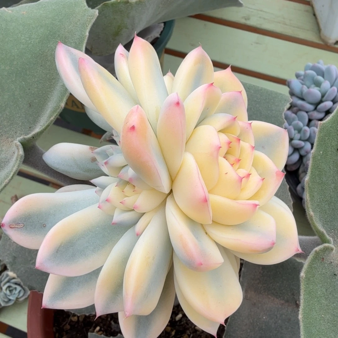 阿尔巴佳人锦锦上园艺一物一拍