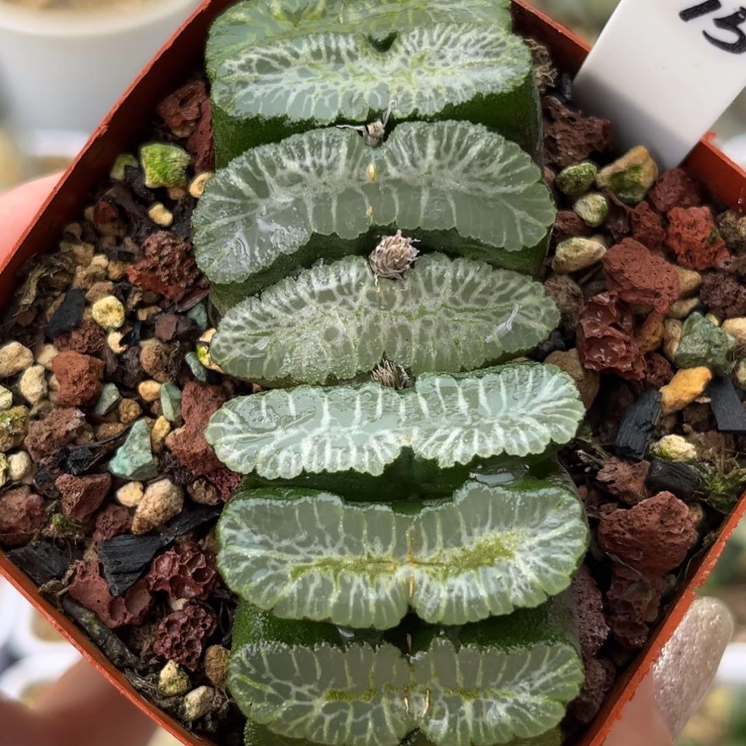 75绿冰龙玉扇哈哈哈哈哈
