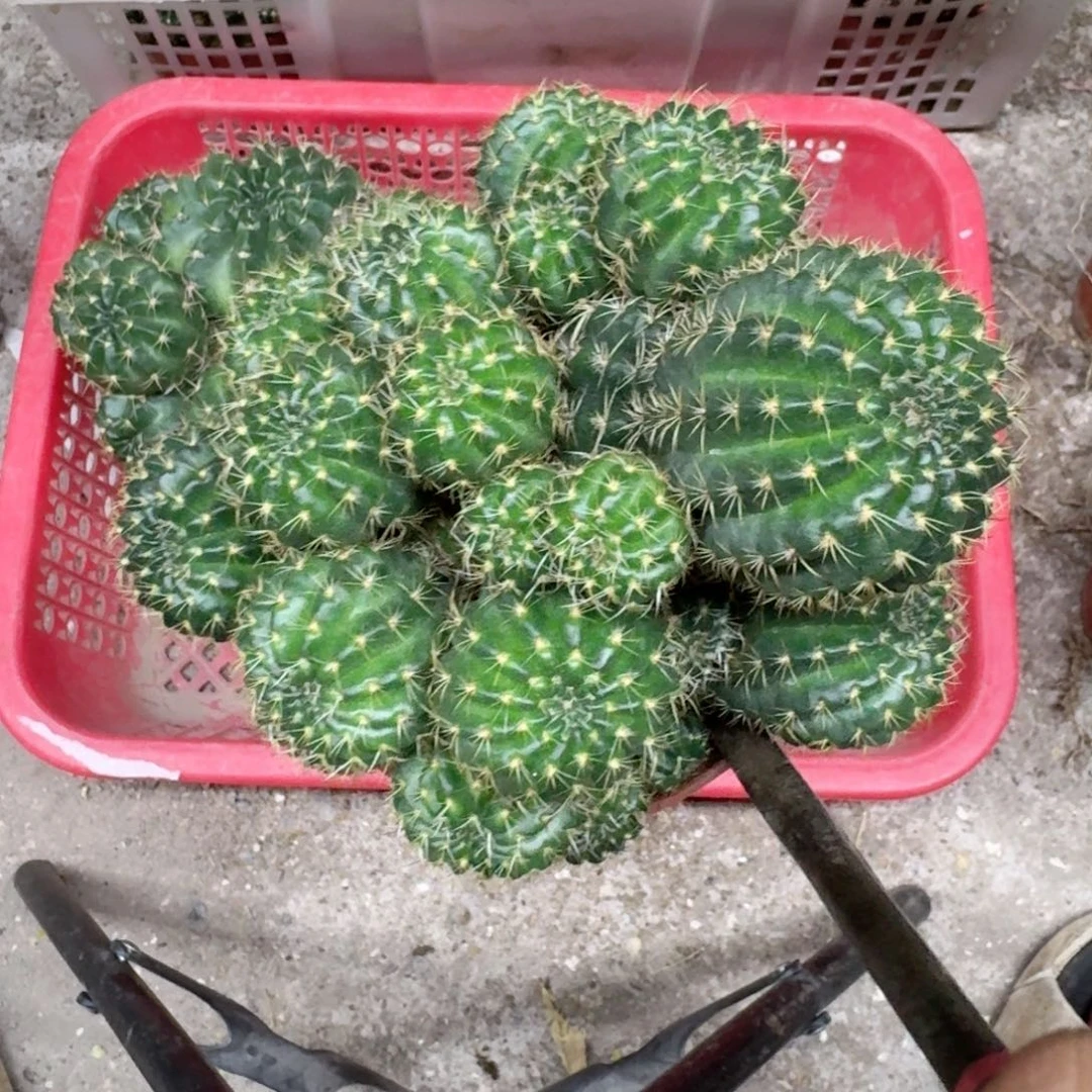 Y***࿐无花朵丽花哈哈哈哈哈哈哈哈哈
