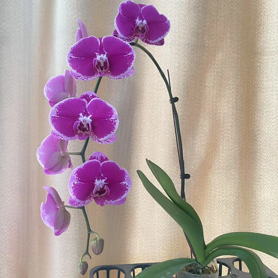 （半亩花坊）大财主2 欧洲蝴蝶兰 室内精品观赏花卉