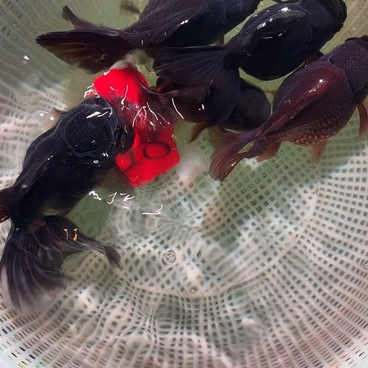 金鱼18号8-12室区间