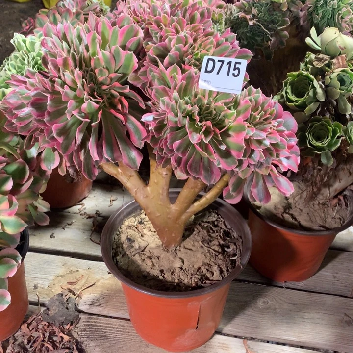 715女郎缀多肉法师