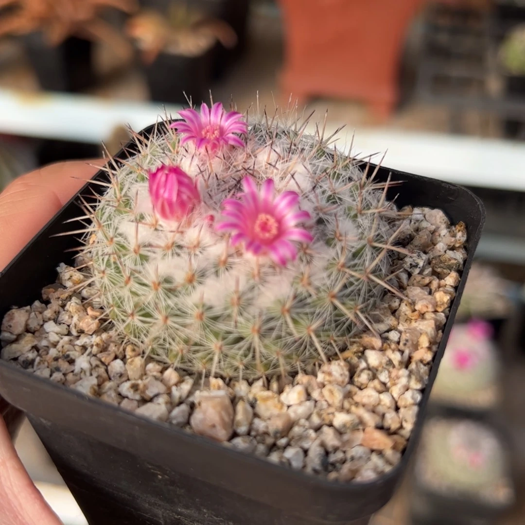 实生乳突 脱土发货